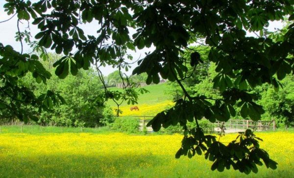 horse and Buttercups at Strongstry 
to be catalogued
Keywords: 2016