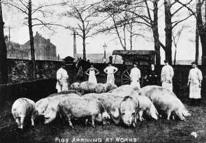 Pigs arriving at Cottrills Works early 20 century Shows horse drawn van & workers 
animal
Keywords: 1945