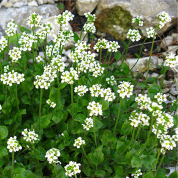 Draba Street - Draba is a white or yellow plant
19-Animals and Plants-01-General-000-General
Keywords: 2022