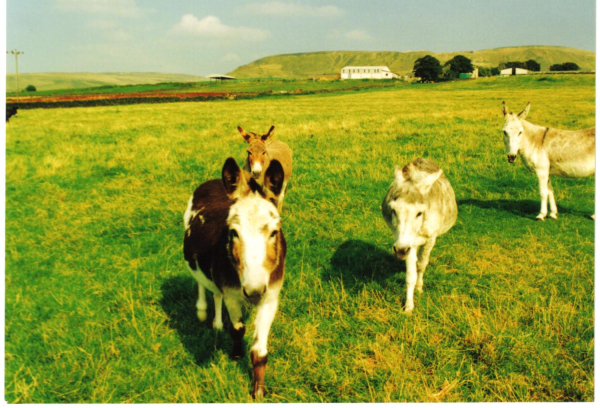 Donkeys at Bleakholt farm, Shuttleworth 
19-Animals and Plants-01-General-001-Bleakholt Animal Sanctuary

Keywords: 1990