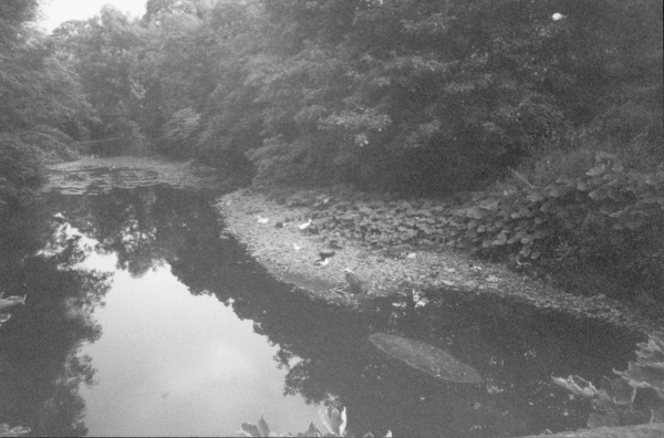 Culvert at Edenfield cattery
17-Buildings and the Urban Environment-05-Street Scenes-011-Edenfield
Keywords: 1992