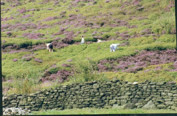 Whinberry time on Holcombe Hill
18-Agriculture and the Natural Environment-03-Topography and Landscapes-001-Holcombe Hill
Keywords: 1993