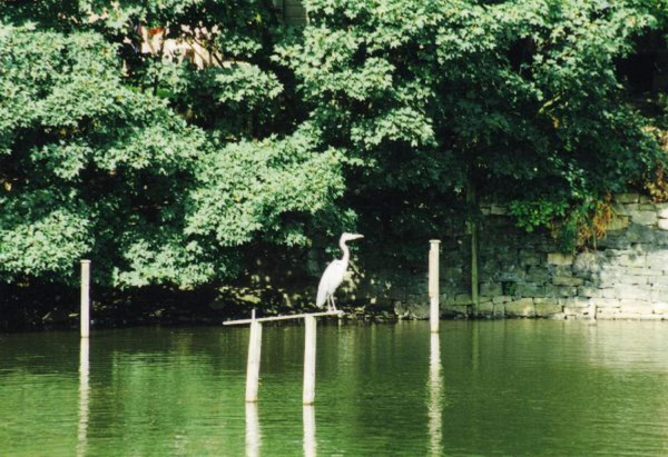 The heron arrives at Springwood Lodge 
17-Buildings and the Urban Environment-05-Street Scenes-006-Carr Street and Tanners area
Keywords: 1995
