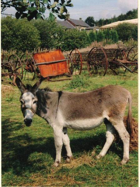 Donkey 
19-Animals and Plants-01-General-000-General
Keywords: 1995