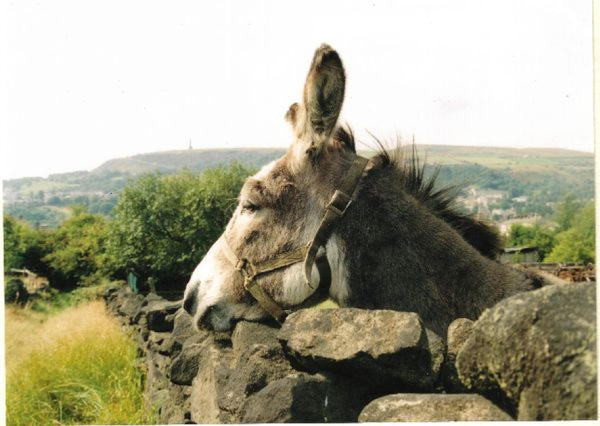 Donkey 
19-Animals and Plants-01-General-000-General
Keywords: 1995