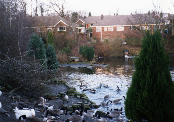 Springwood Lodge and Carr Bank Avenue 
17-Buildings and the Urban Environment-05-Street Scenes-006-Carr Street and Tanners area
Keywords: 1997