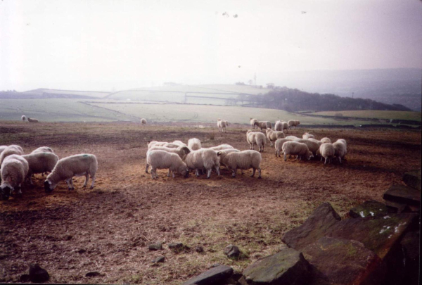 Ewe Bottoms 
19-Animals and Plants-01-General-000-General
Keywords: 1998