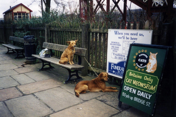 Ramsbottom Station - 'Waiting for Master' 
19-Animals and Plants-01-General-000-General

Keywords: 1999