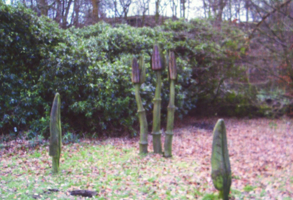 Sculture Trail in Nuttall Park - December 2007
14-Leisure-01-Parks and Gardens-001-Nuttall Park General
Keywords: 2007
