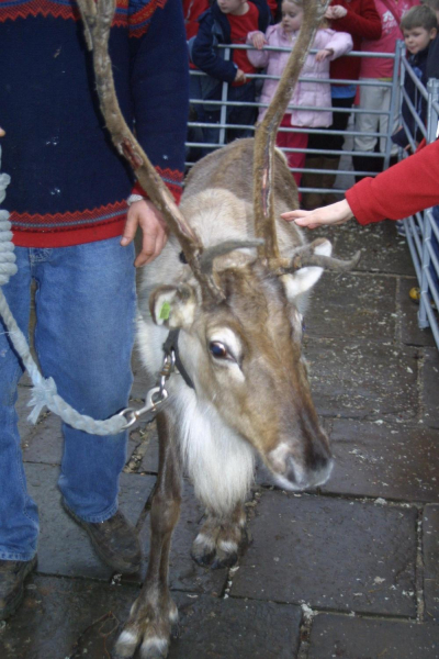 Reindeer in Market Place, Christmas Markets 
14-Leisure-04-Events-006-Markets
Keywords: 2008