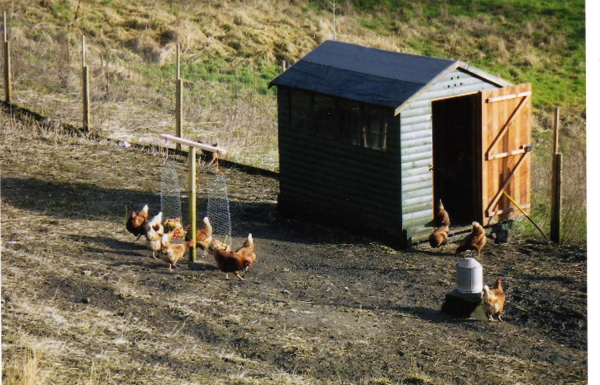 Holcombe Chickens ; Holcombe moor
to be catalogued
Keywords: 2008