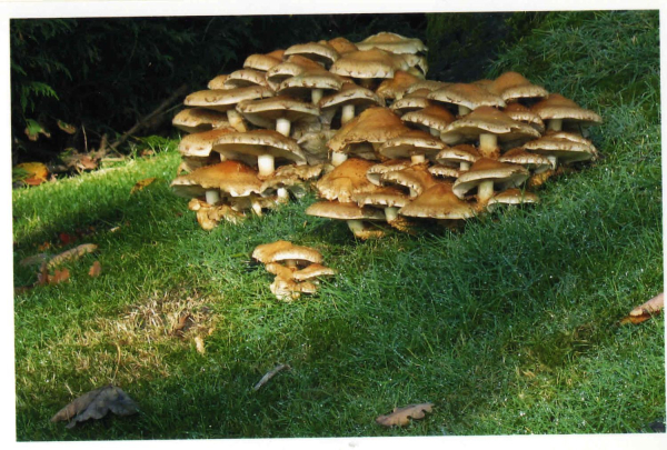 Mushrooms on Carr Bank Avenue 
17-Buildings and the Urban Environment-05-Street Scenes-006-Carr Street and Tanners area
Keywords: 2010