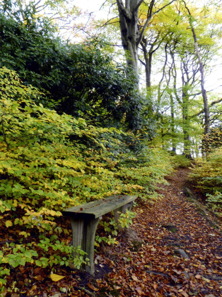 Autumn Leaves in woods at the end of Nuttall Hall Road
19-Animals and Plants-01-General-000-General
Keywords: 2010