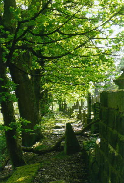 Tree lined view - unknown location
18-Agriculture and the Natural Environment-03-Topography and Landscapes-000-General

