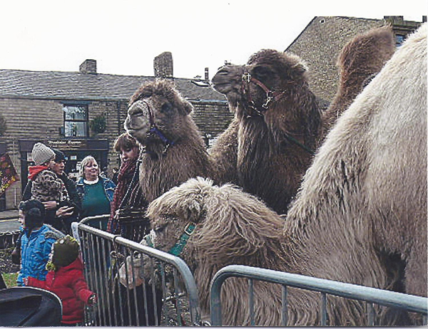 Camels in St Paul's Church gardens, Bridge Street
06-Religion-01-Church Buildings-001-Church of England  - St. Paul, Bridge Street, Ramsbottom
Keywords: 2012