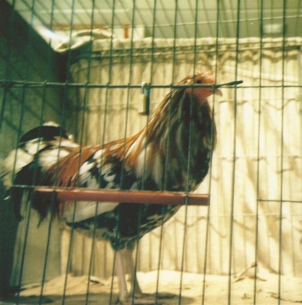 Holcombe Old English Game Fowl Club Annual Show, British Legion
14-Leisure-04-Events-000-General
Keywords: 2012