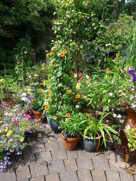 Garden Trail organised by Edenfield and District Horticultural Society - 19 July 14
17-Buildings and the Urban Environment-05-Street Scenes-011-Edenfield
Keywords: 2014