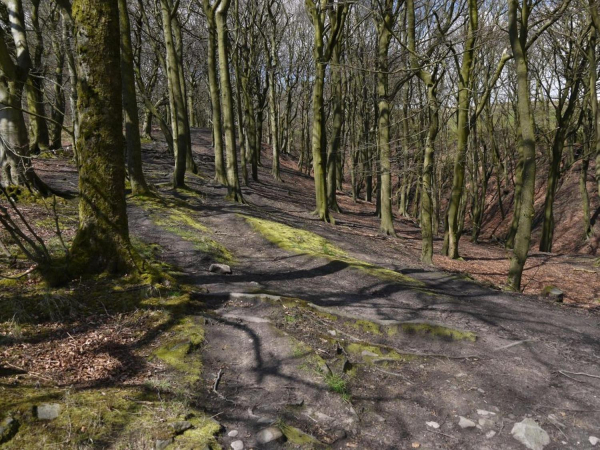 Buckden Wood, Holcombe Hill. Half way between the Tower and Robin Hoods Well 
18-Agriculture and the Natural Environment-03-Topography and Landscapes-001-Holcombe Hill
Keywords: 2015