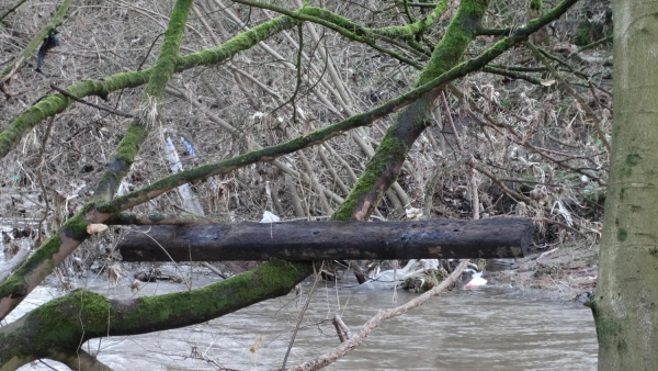 Sleeper from the Boules Court in Nuttall Park lodged in a tree after the Boxing Day floods
14-Leisure-01-Parks and Gardens-001-Nuttall Park General
Keywords: 2016