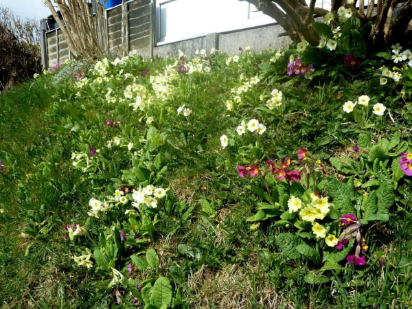 Bank near Carr Bank Avenue in spring
17-Buildings and the Urban Environment-05-Street Scenes-006-Carr Street and Tanners area
Keywords: 2016