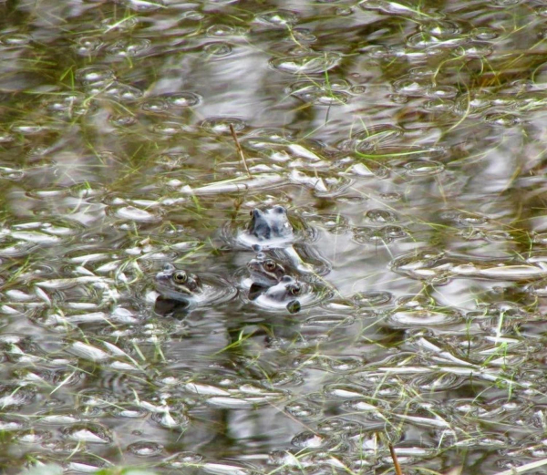 Frogs and frog spawn taken at The Plunge, Edenfield 
17-Buildings and the Urban Environment-05-Street Scenes-011-Edenfield
Keywords: 2016