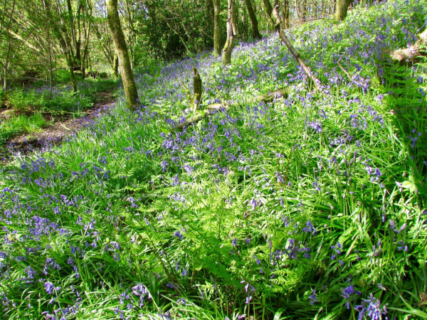 bluebells at strongstry 
19-Animals and Plants-01-General-000-General
Keywords: 2017
