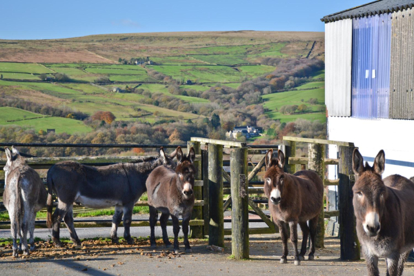 Bleakholt and Buckden Clough
17-Buildings and the Urban Environment-05-Street Scenes-031 Bolton Street
Keywords: 2017
