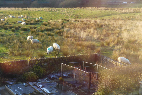 Grazing sheep on land planned for development  
17-Buildings and the Urban Environment-05-Street Scenes-011-Edenfield
Keywords: 2019