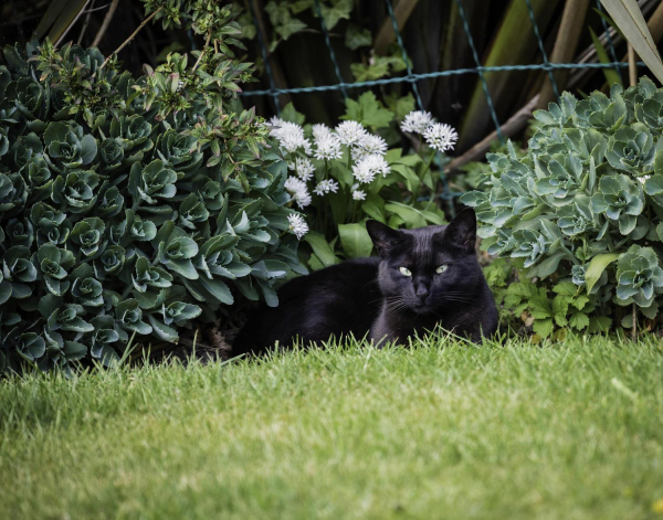  Am Watching You ? Taken in the garden at Hargate Close Summerseat in April
19-Animals and Plants-01-General-000-General
Keywords: 2019