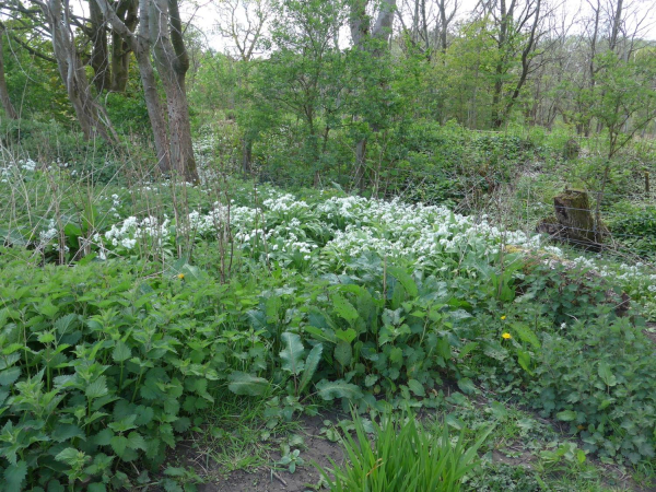 Nuttall Park, Refreshments & Gardens
14-Leisure-01-Parks and Gardens-001-Nuttall Park General
Keywords: 2019