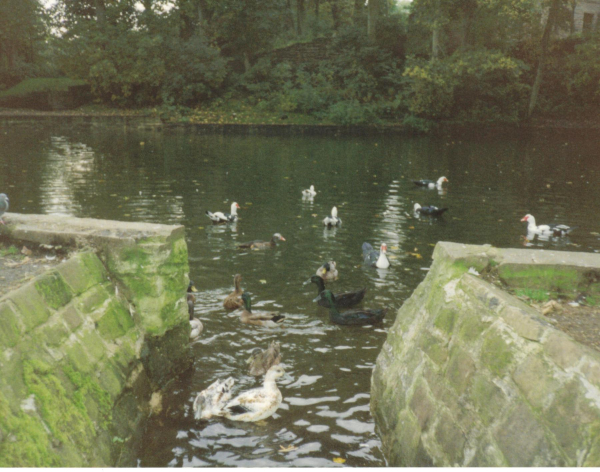 Wildfowl on Kay Brow Lodge 
17-Buildings and the Urban Environment-05-Street Scenes-006-Carr Street and Tanners area

Keywords: 1990