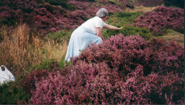 picking whinberries in the heather on Holcome Hill 
18-Agriculture and the Natural Environment-03-Topography and Landscapes-001-Holcombe Hill

Keywords: 1990