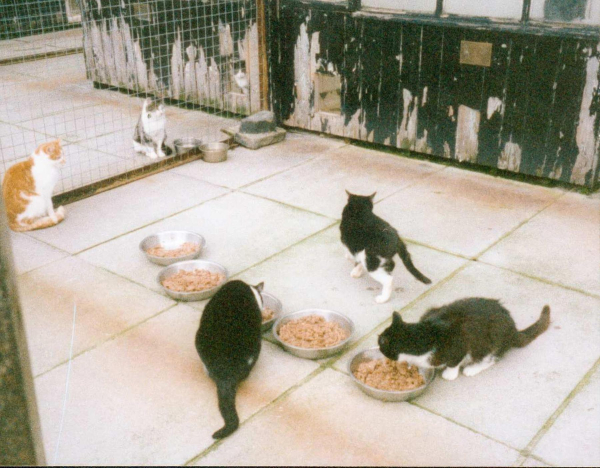 '' Feeding time '' - cats at Bleakholt 
19-Animals and Plants-01-General-001-Bleakholt Animal Sanctuary
Keywords: 1991