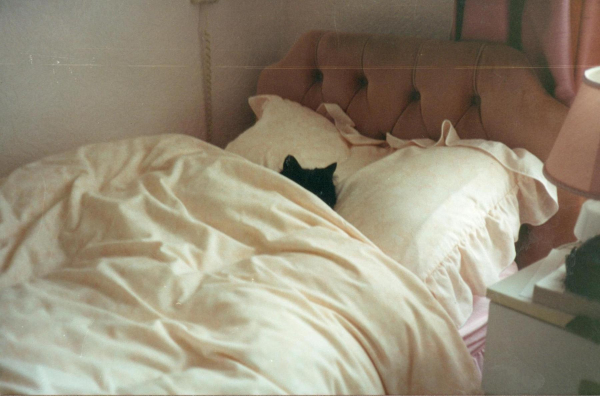 Catnapping 
19-Animals and Plants-01-General-000-General
Keywords: 1993