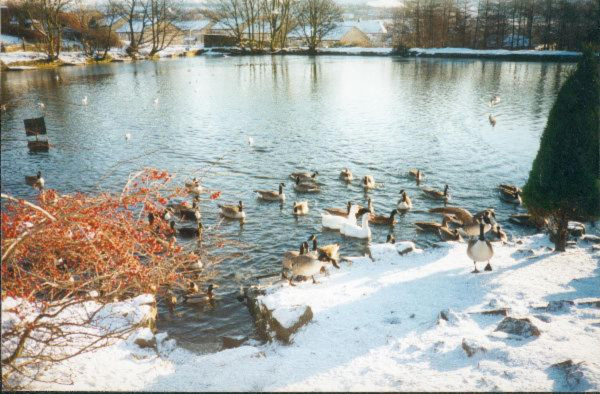 Springwood Lodge 
17-Buildings and the Urban Environment-05-Street Scenes-006-Carr Street and Tanners area
Keywords: 1996