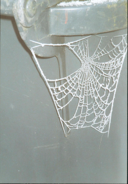 Cobweb in the snow on edge of dustbin
19-Animals and Plants-01-General-000-General
Keywords: 2000