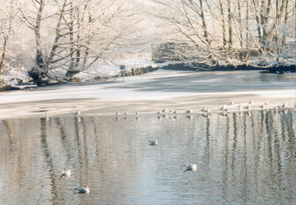 Devil Holes' Lodge - December 
17-Buildings and the Urban Environment-05-Street Scenes-006-Carr Street and Tanners area
Keywords: 2000