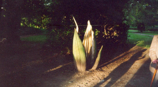 A sculpture in Nuttall Park 
14-Leisure-01-Parks and Gardens-001-Nuttall Park General
Keywords: 2000