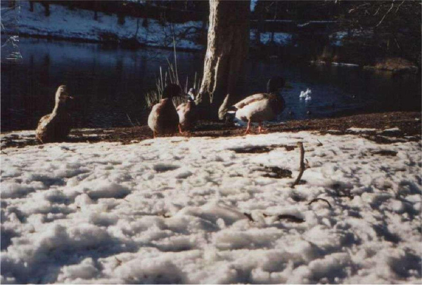 Ducks on Springwood Lodge 
17-Buildings and the Urban Environment-05-Street Scenes-006-Carr Street and Tanners area
Keywords: 2003