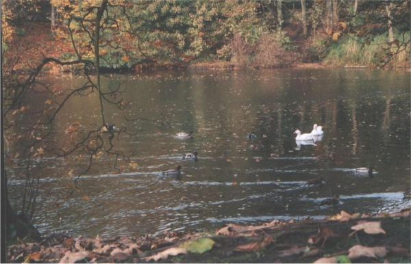 Autumn - ducks looking for breakfast
19-Animals and Plants-01-General-000-General
Keywords: 2004