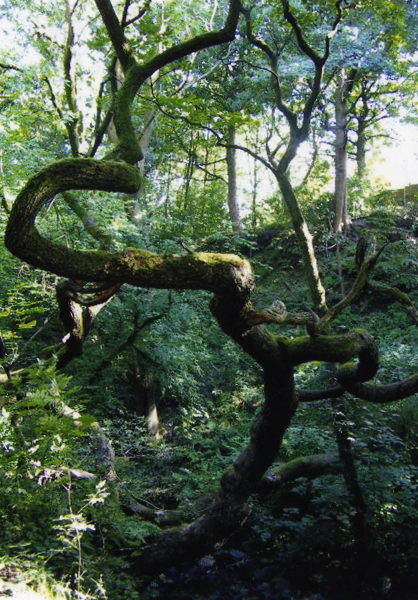 Holcombe Brook, near Lammy Bank
17-Buildings and the Urban Environment-05-Street Scenes-013-Holcombe Brook Area
Keywords: 2005