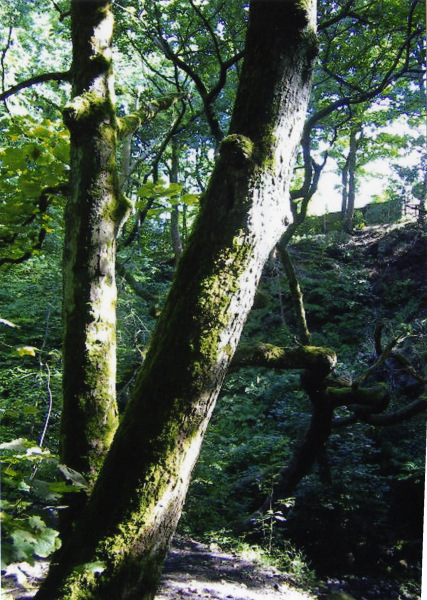 Holcombe Brook, near Lammy Bank
17-Buildings and the Urban Environment-05-Street Scenes-013-Holcombe Brook Area
Keywords: 2005