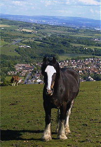 Filename=RHSDC21-COMP-HPC2005TC-003.JPG
Filesize=235KiB
Dimensions=1246x1800
Date added=Feb 07, 2026 RHSDC21-COMP-HPC2005TC-003.JPG