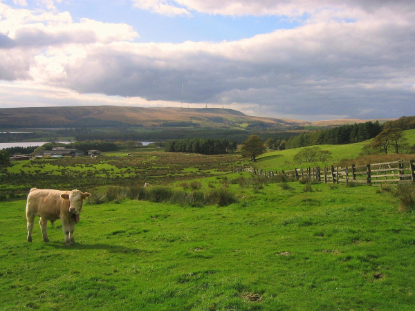 Holcombe moor looking towards Winter Hill
18-Agriculture and the Natural Environment-03-Topography and Landscapes-001-Holcombe Hill
Keywords: 2007