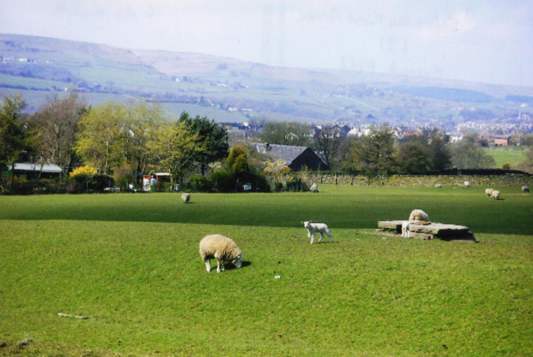 Scout Fold before the windfarm 
18-Agriculture and the Natural Environment-03-Topography and Landscapes-000-General
Keywords: 2007