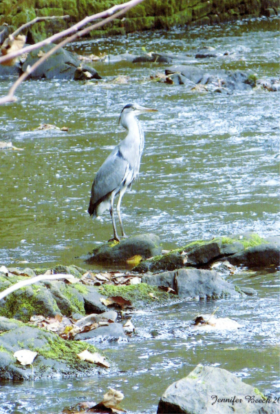 Heron in Nuttall Park
14-Leisure-01-Parks and Gardens-001-Nuttall Park General
Keywords: 2008