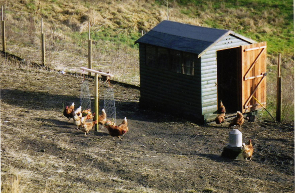 Holcombe Chickens ; Holcombe moor
to be catalogued
Keywords: 2008