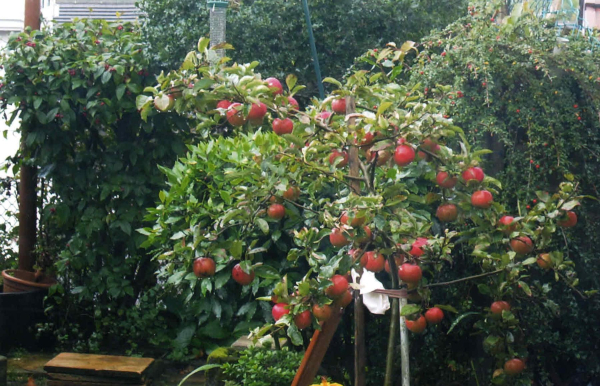 Apple tree - Carr Bank Avenue
17-Buildings and the Urban Environment-05-Street Scenes-006-Carr Street and Tanners area
Keywords: 2010