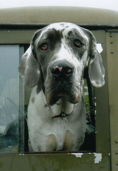 Dog 
Keywords: 2011