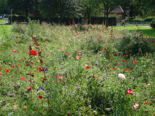 Wild Flower Garden, Bolton Road North, Edenfield - 13th August 2011
17-Buildings and the Urban Environment-05-Street Scenes-011-Edenfield
Keywords: 2011